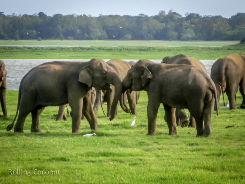 Habarana Sri Lanka Itinerary Elephants Minneriya ooaworld Rolling Coconut Photo Ooaworld