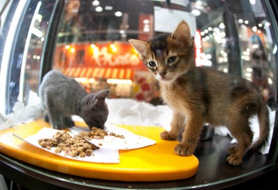 Shibuya Tokyo Cat photo ooaworld