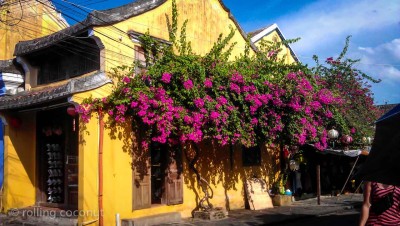 wall flowers hoi an vietnam