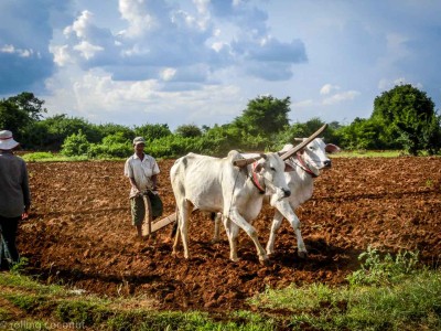 Ox Kampong Cham Cambodia