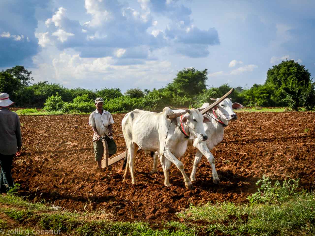 Ox Kampong Cham Cambodia
