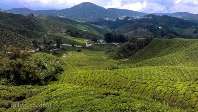 tea plantations cameron highlands malaysia