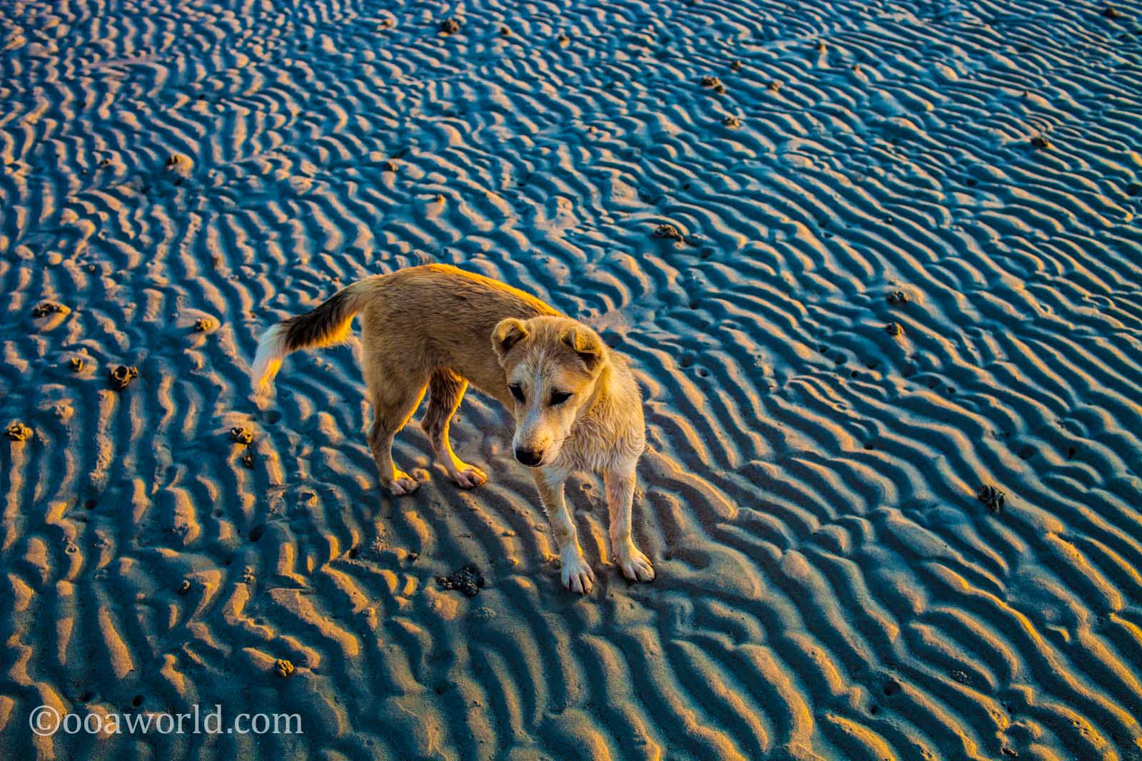 Beach Dog El Nido Palawan Philippines