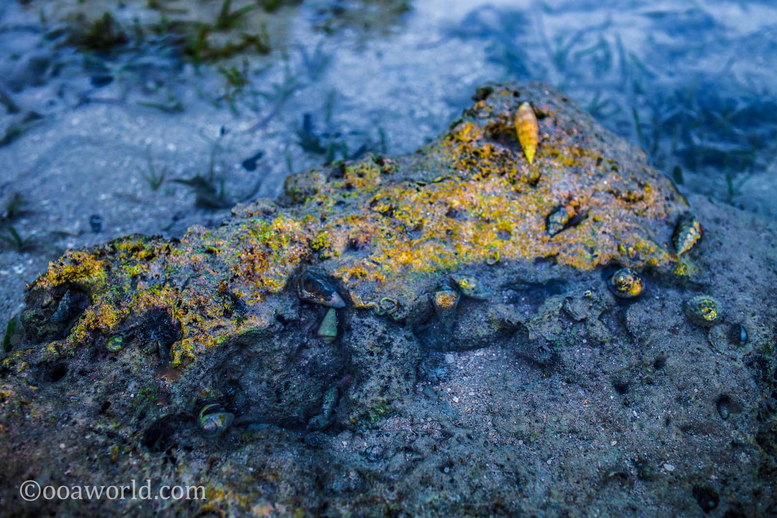 Blue Dreams Coral-El Nido Palawan Philippines