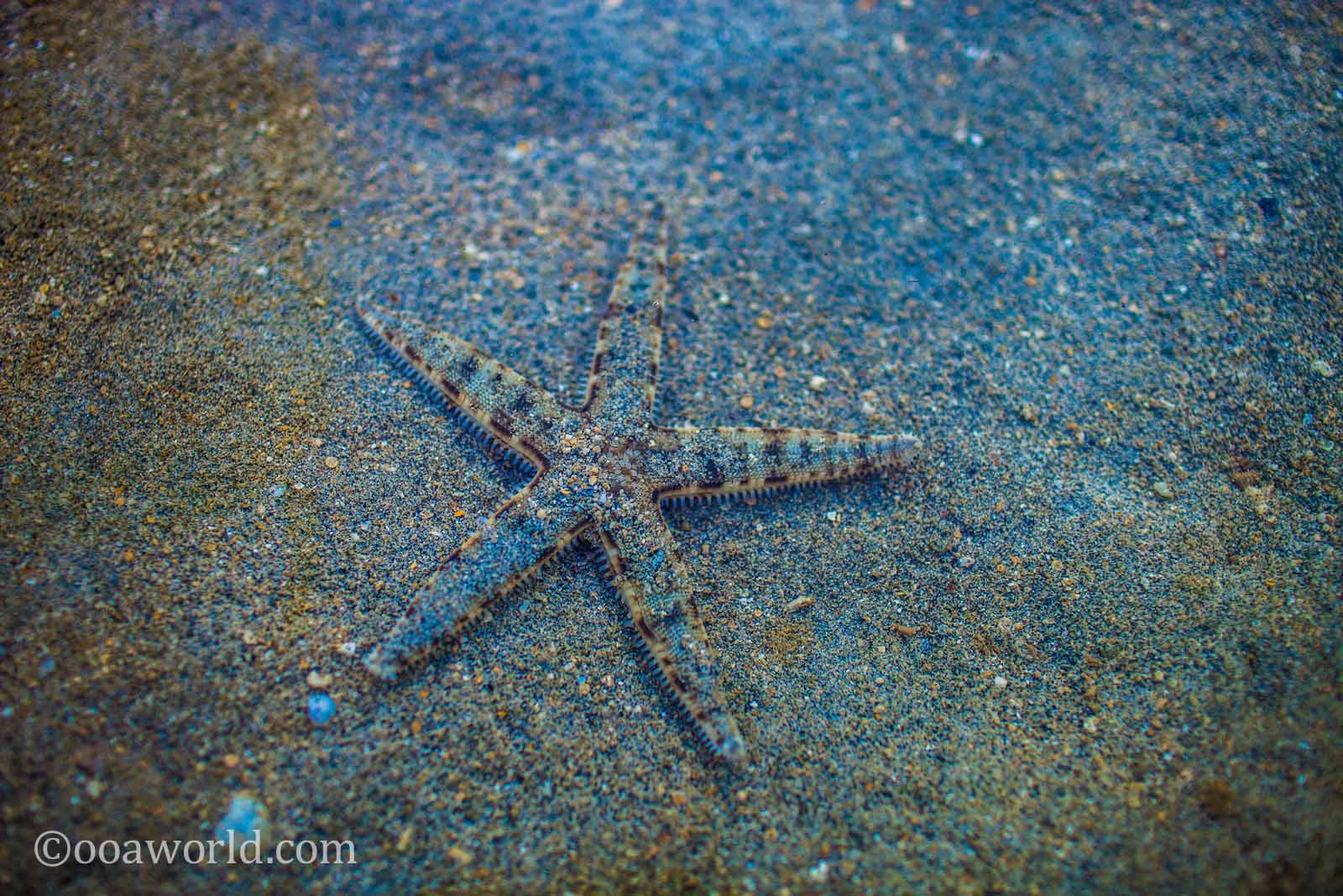 Starfish El Nido Philippines