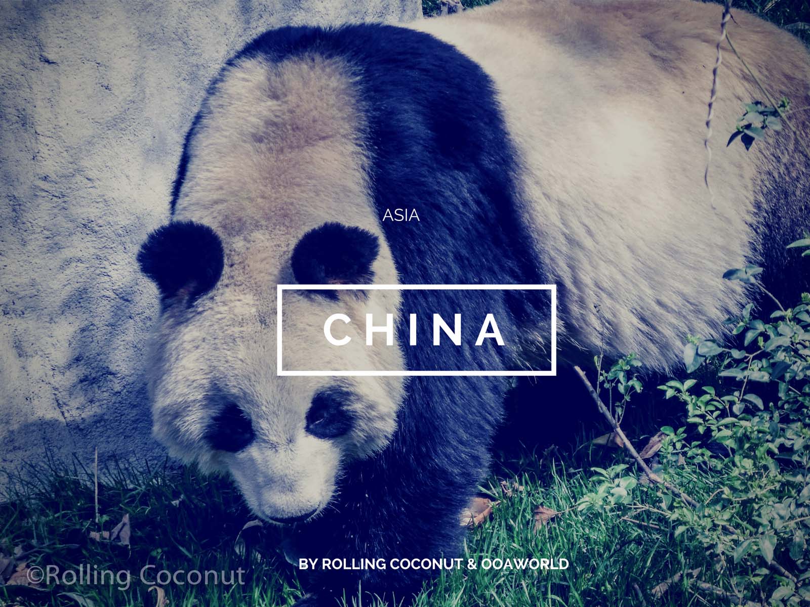 China Travel Ooaworld Rolling Coconut photo Ooaworld