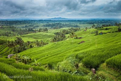 Jatiluwih Rice Terraces photo Ooaworld