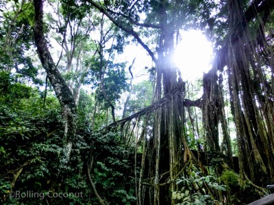 Trees Monkey Forest Ubud Bali Indonesia photo Ooaworld