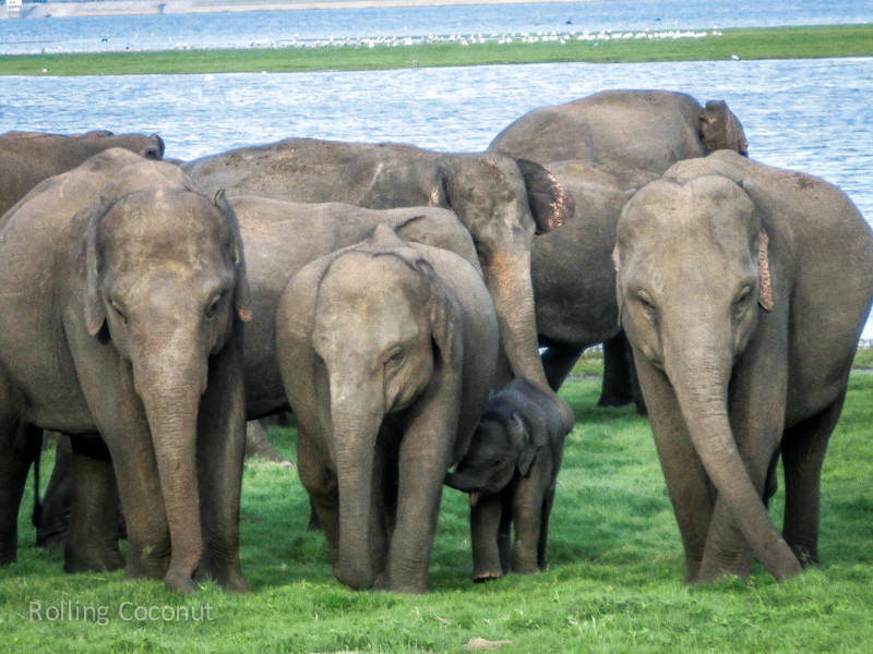 Habarana Elephants Safari Baby Crossing Minneriya Sri Lanka ooaworld Rolling Coconut Photo Ooaworld