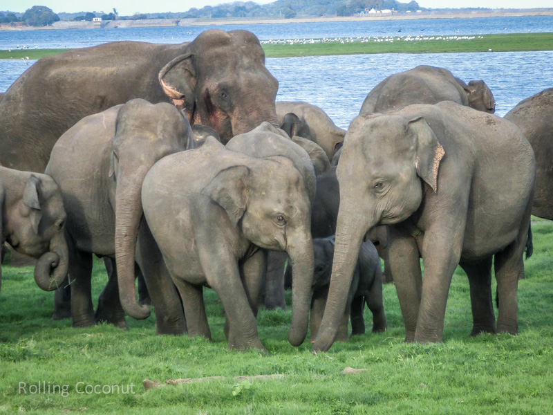 Habarana Elephants Safari Family Protection Minneriya Sri Lanka ooaworld Rolling Coconut Photo Ooaworld