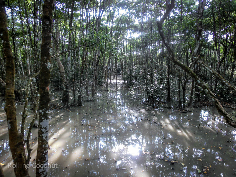 Bangladesh Mongla Sundarbans Forest ooaworld Rolling Coconut Photo Ooaworld