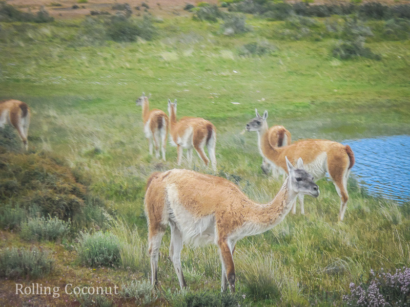 Torres del Paine Chile Llamas Rolling Coconut OOAworld Photo Ooaworld