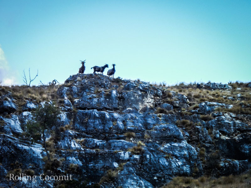 Puerto Rio Tranquilo Chile Waterfront Marble Caves Goats Rolling Coconut OOAworld Photo Ooaworld