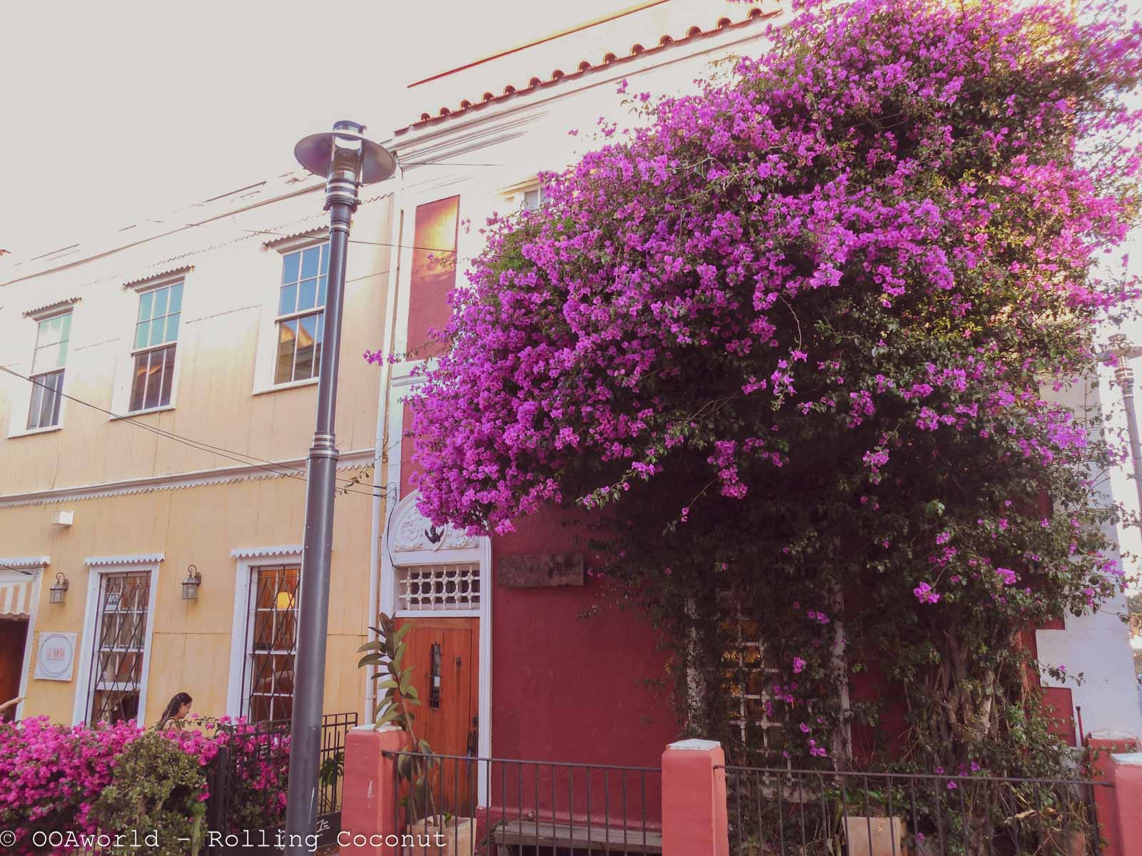 House Flowers Valparaiso Chile Photo Rolling Coconut Ooaworld