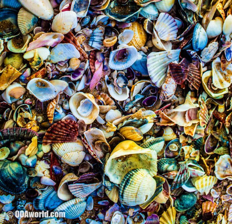 Mui Ne Vietnam Beach Shells Textures Photo Ooaworld