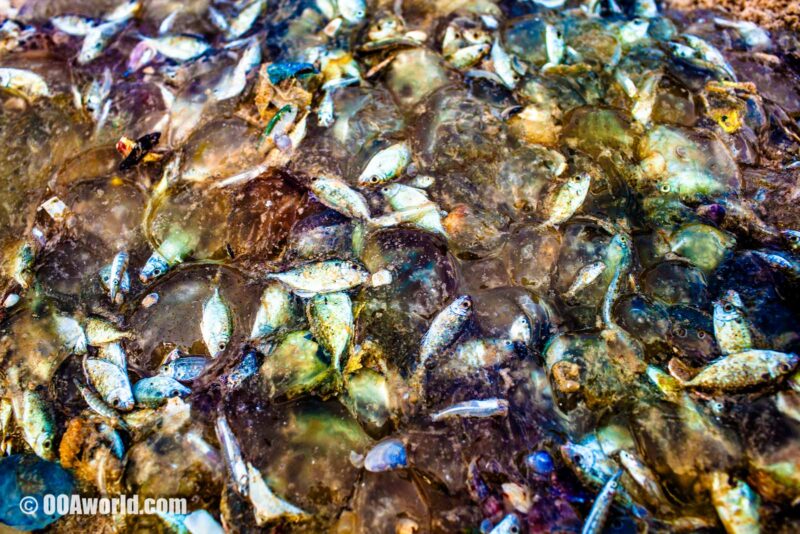 Mui Ne Vietnam Fishing Textures Photo Ooaworld