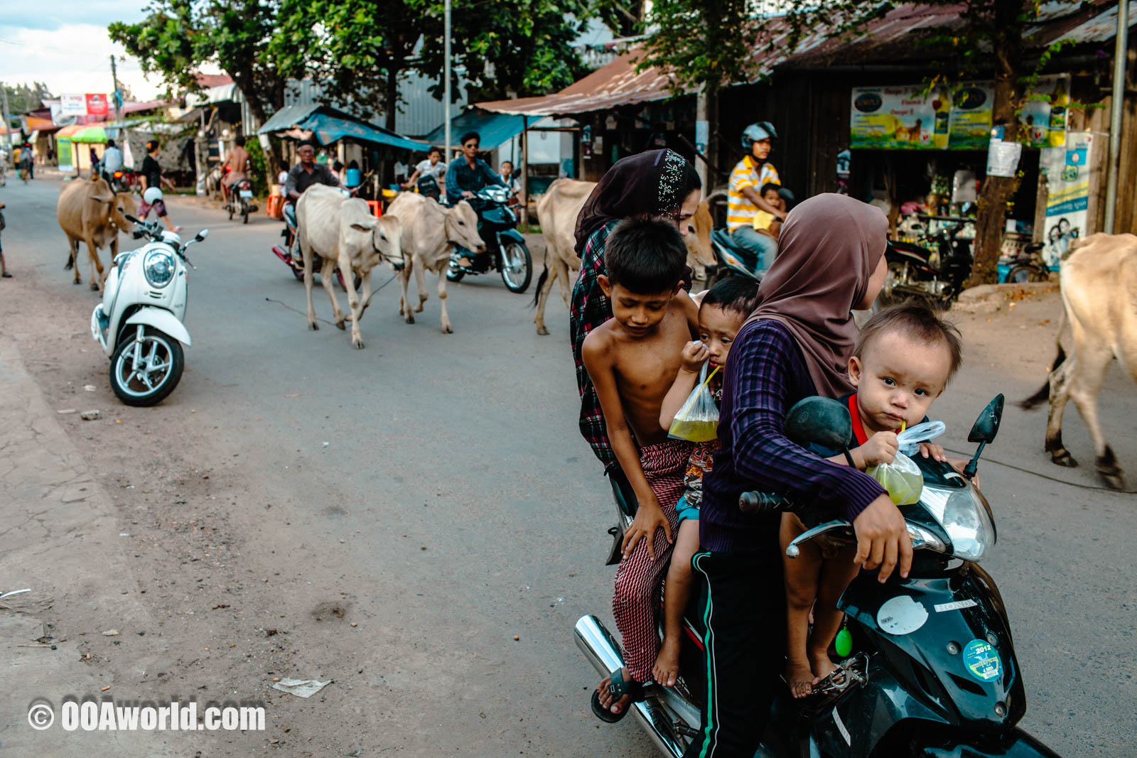Kampong Cham Cambodia Baby and the Cows Photo Ooaworld
