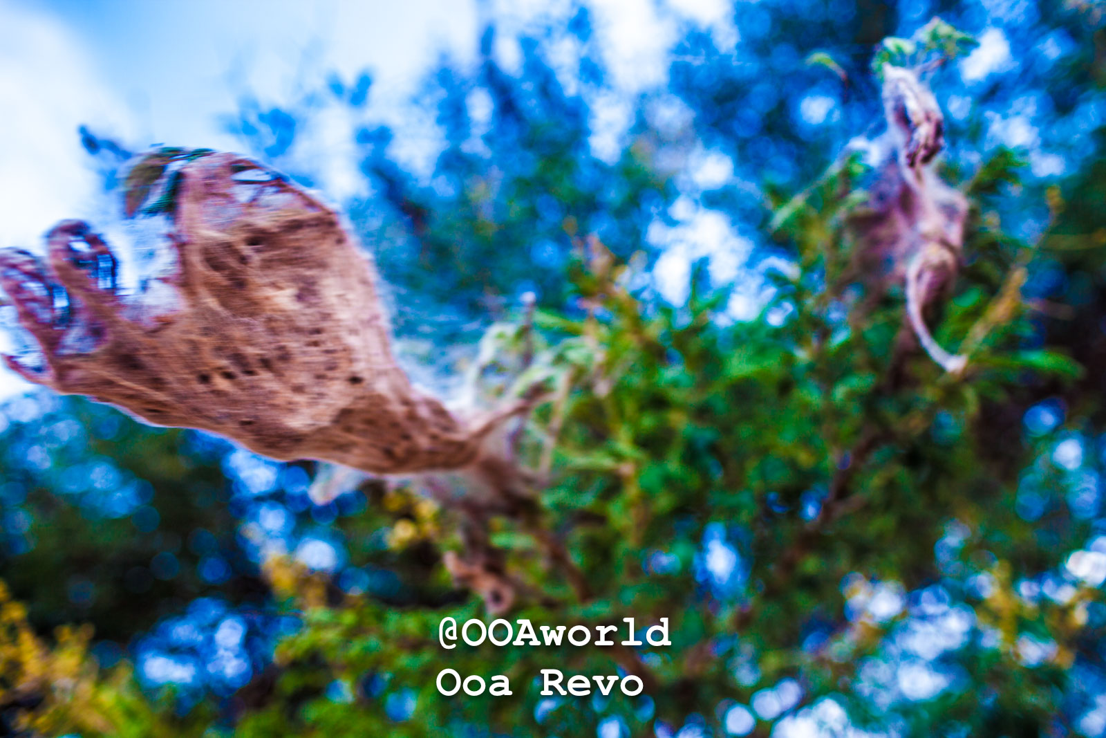 Bagan Landscapes Part I Bagan blurred closeup of foliage with netlike structure Photo OOAworld
