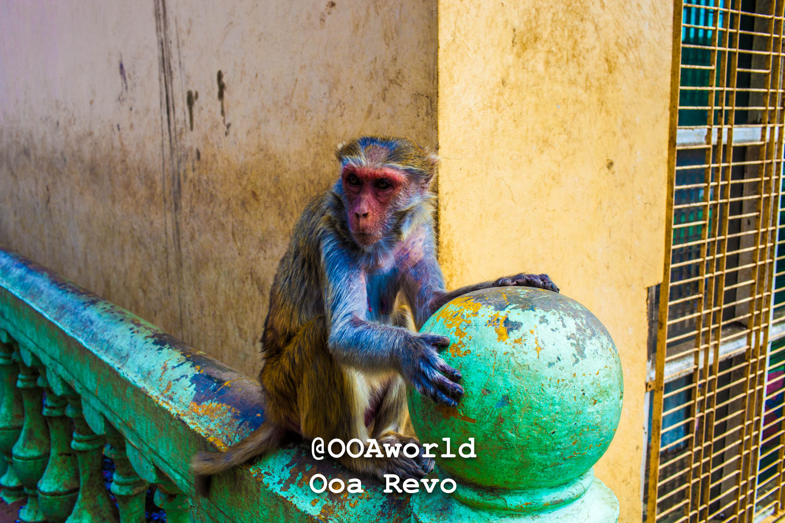 Bagan People Part I Bagan monkey on colorful balcony railing Photo OOAworld