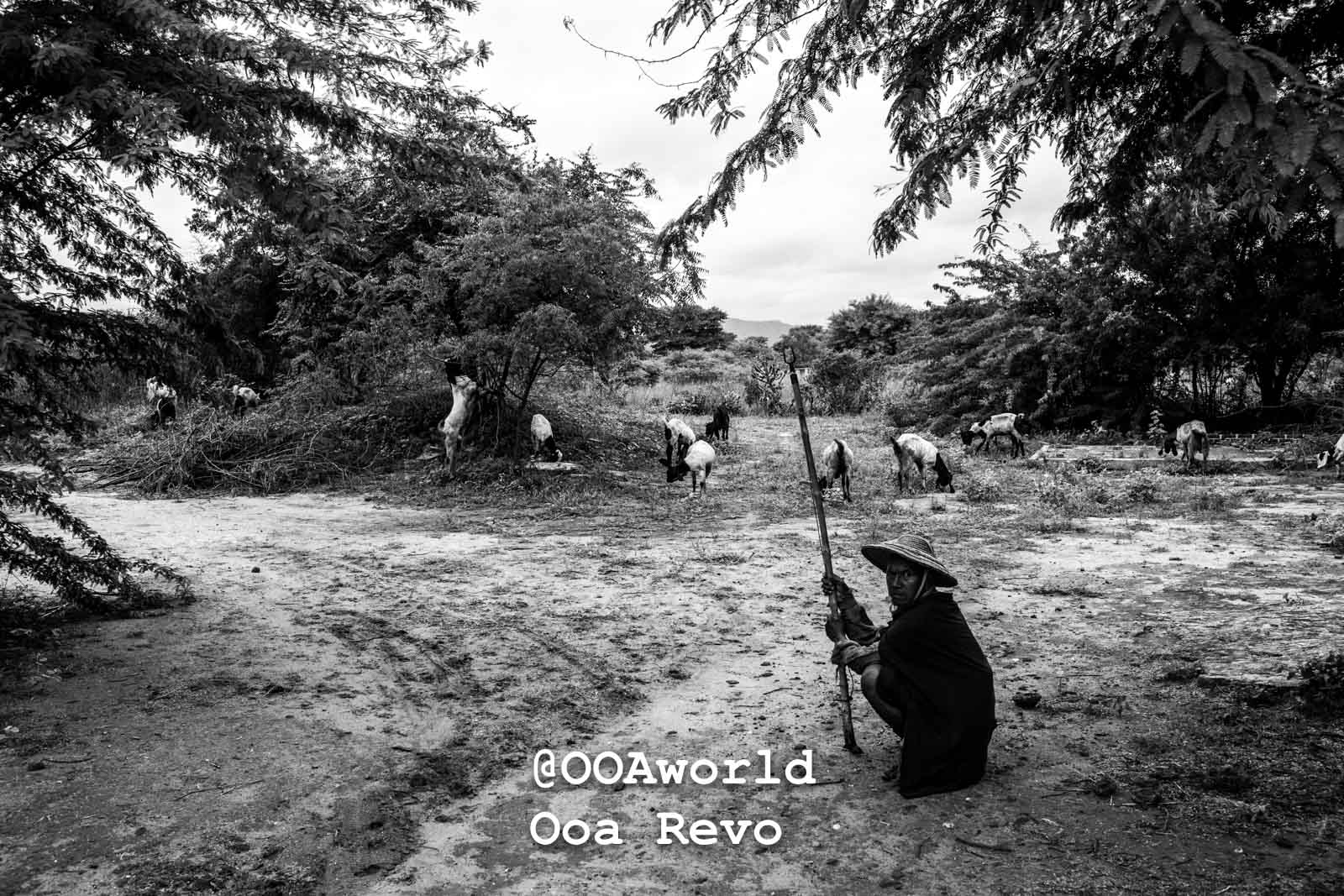 Bagan People Part II Bagan rural landscape with farmer grazing goats black and white Photo OOAworld