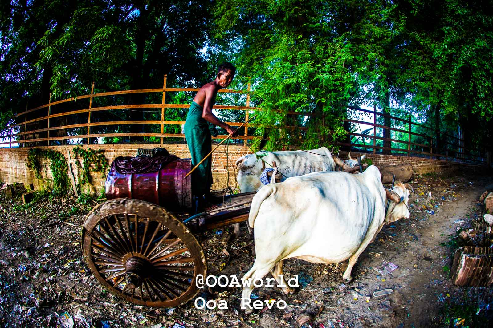 Bagan People Part II Bagan traditional ox cart rural scene vibrant colors Photo OOAworld