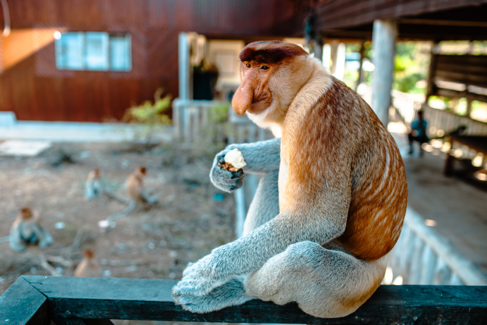 Sepilok Borneo Proboscis monkey eating fruit on railing in front of building Photo OOAworld