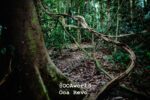 Exotic Borneo Unveiled: 11 Stunning Shots from Danum Valley
