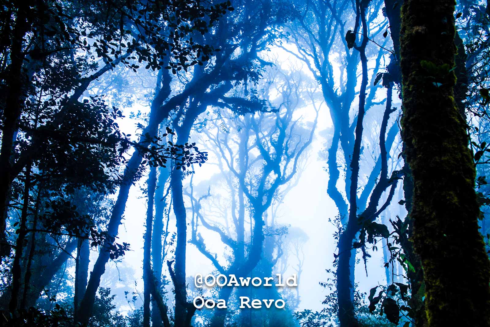 Cameron Highlands Textures Cameron Highlands mystical forest trees with blue mist Photo OOAworld