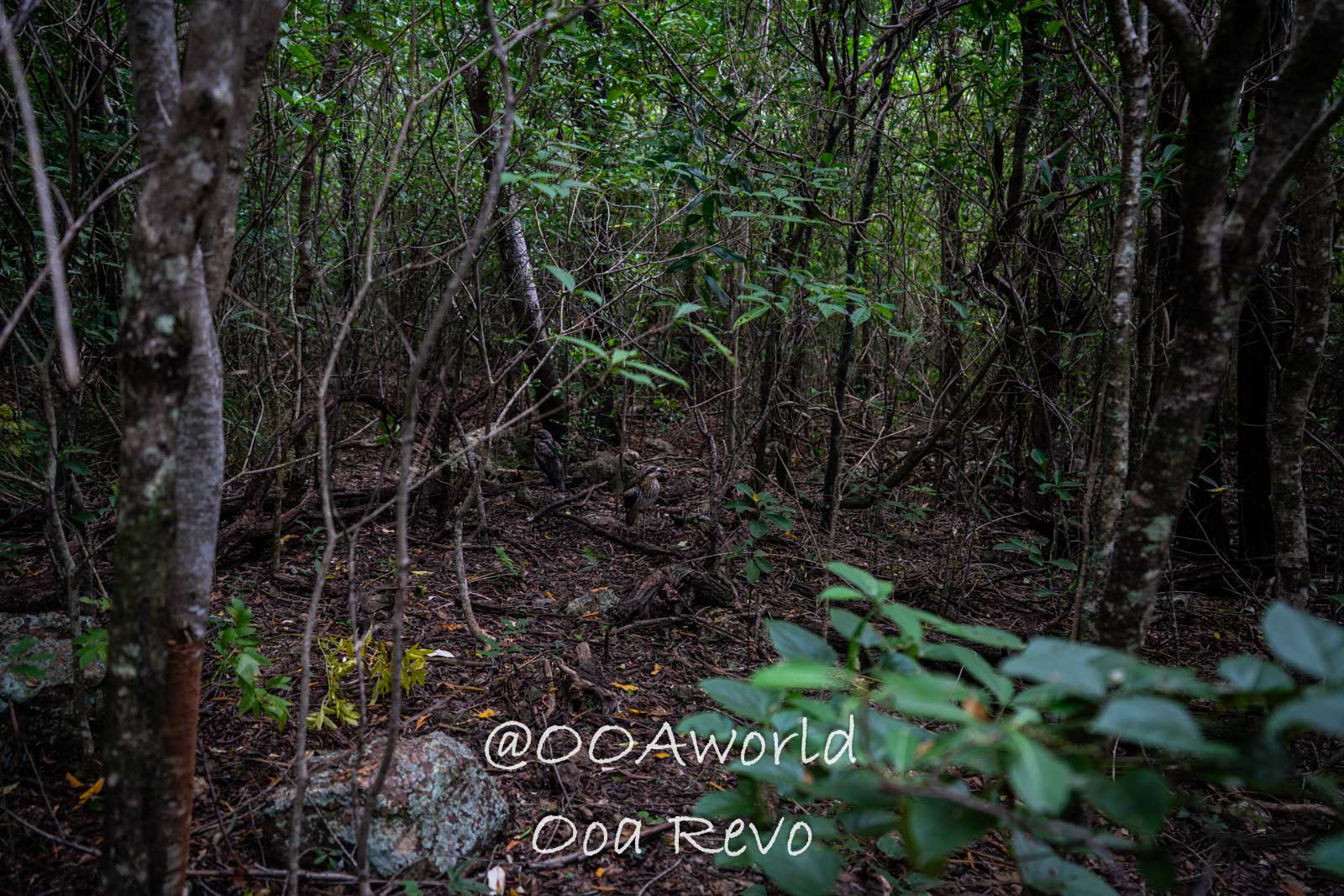 Airlie Beach Whitsundays Australia dense forest vegetation Photo OOAworld