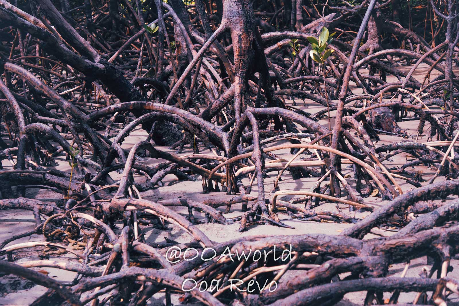 Daintree Forest Nature Landscapes Australia dense mangrove roots in coastal area Photo OOAworld
