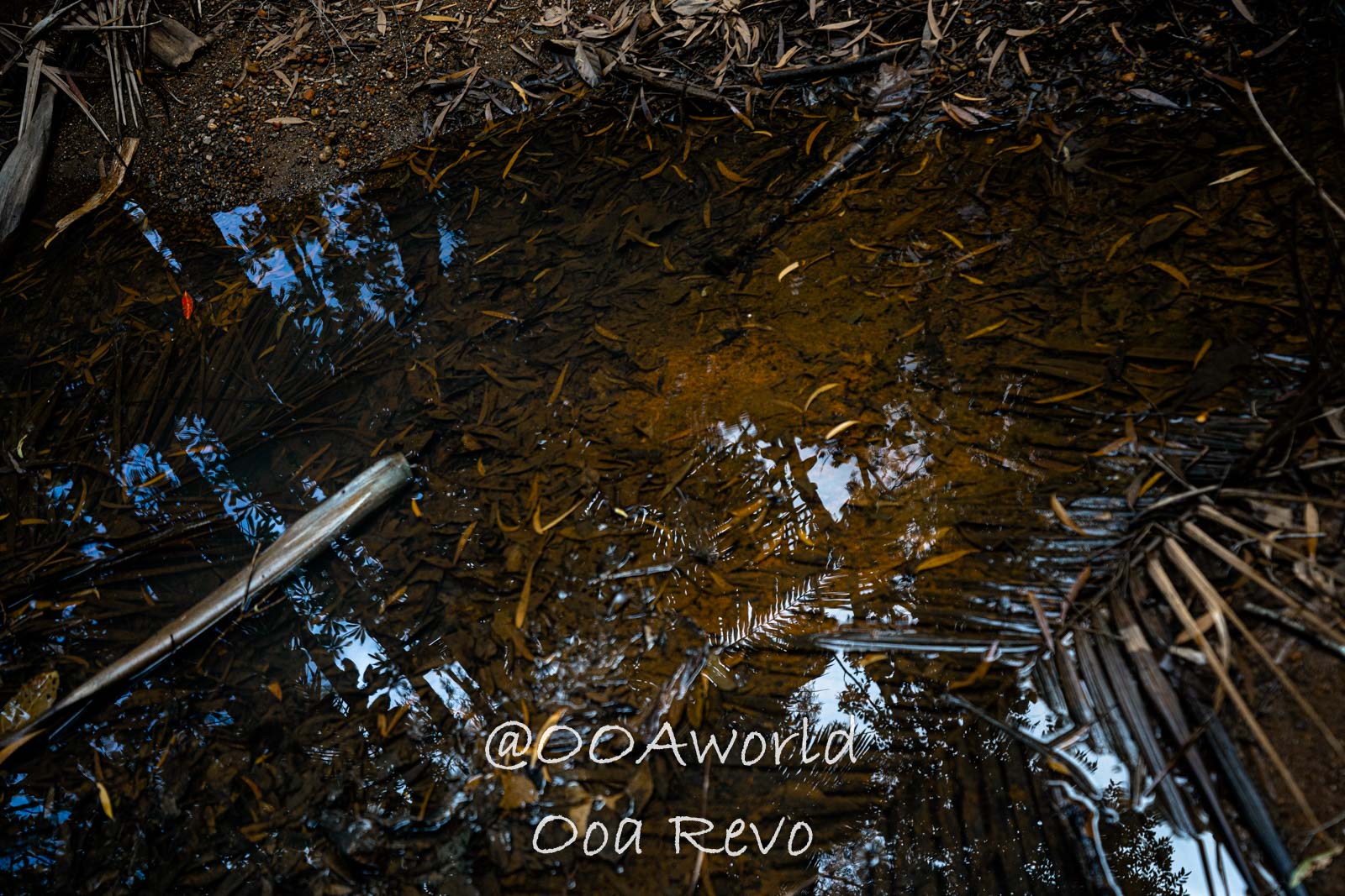 Daintree Forest Nature Landscapes Australia reflection in water surrounded by leaves and branches Photo OOAworld