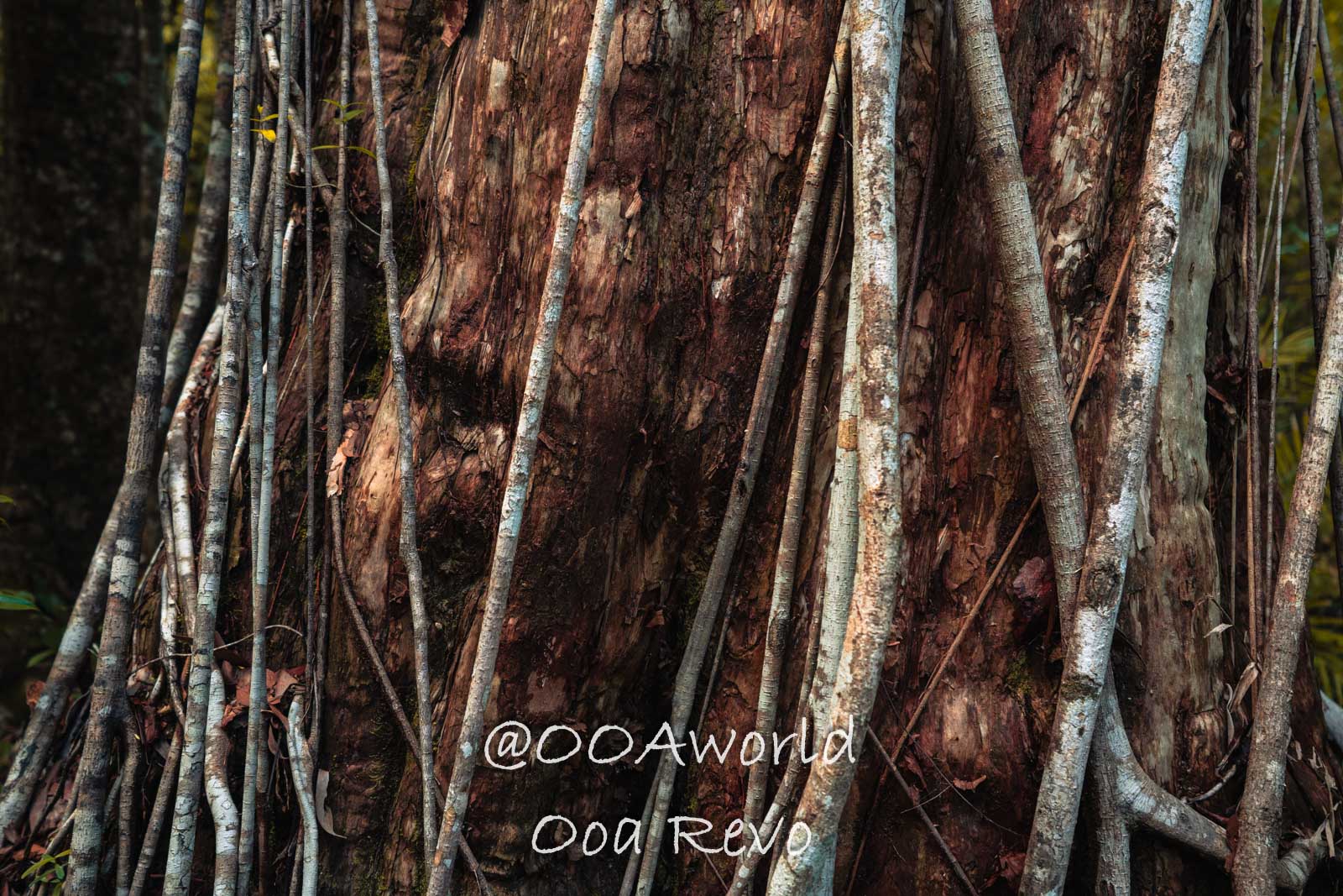 Daintree Forest Nature Landscapes Australia close up of tree bark with intertwined roots jungle Photo OOAworld