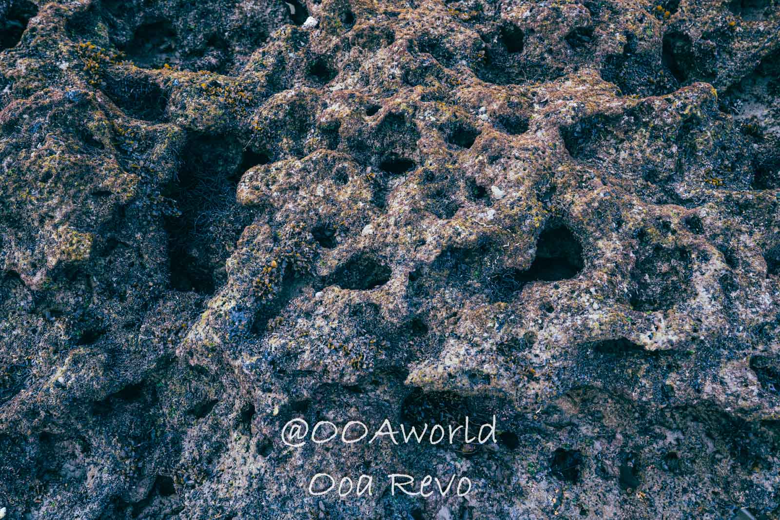 Daintree Forest Nature Landscapes Australia textured volcanic rock formation closeup Photo OOAworld