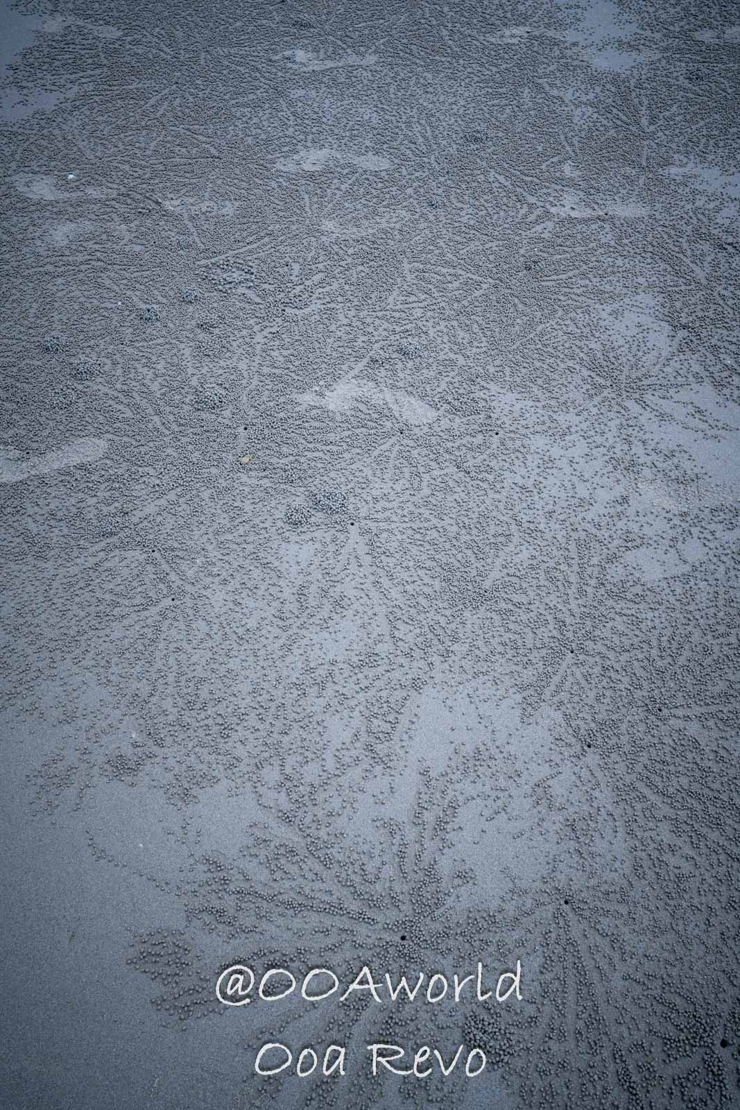 Daintree Forest Nature Landscapes Australia sand texture with intricate patterns Photo OOAworld