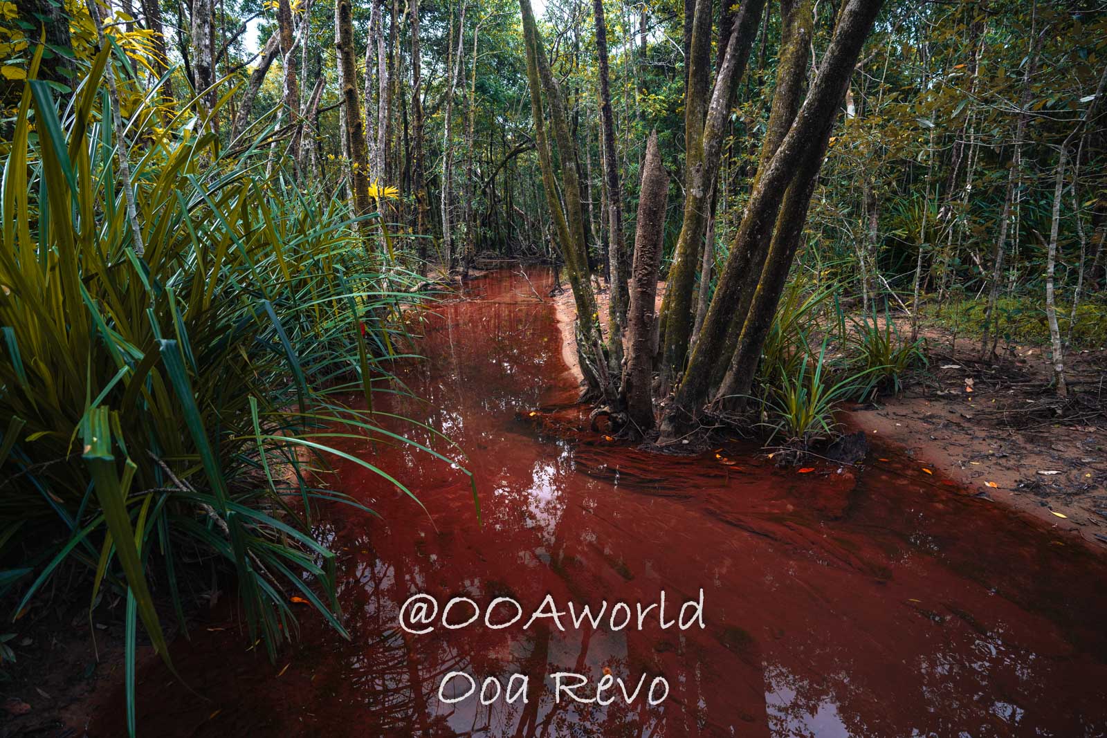 Daintree Forest Nature Landscapes Australia Vibrant red water stream in lush forest Photo OOAworld