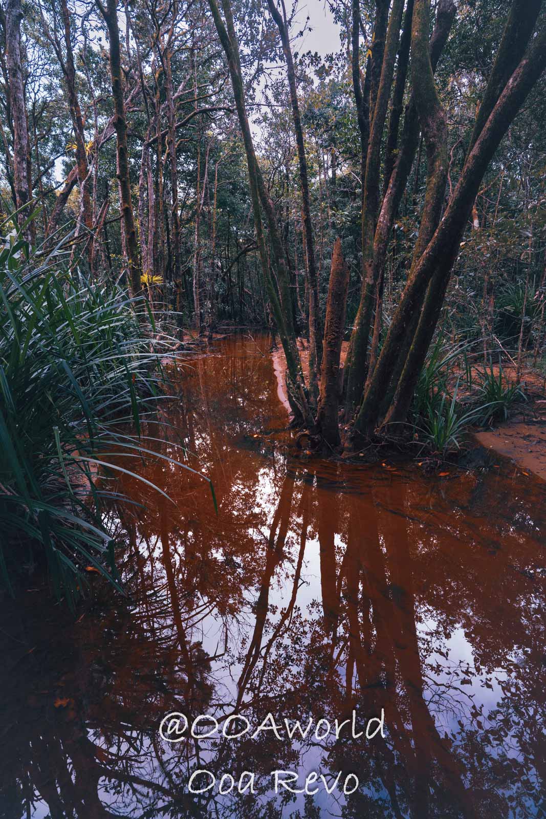 Daintree Forest Nature Landscapes Australia serene jungle river reflections Photo OOAworld