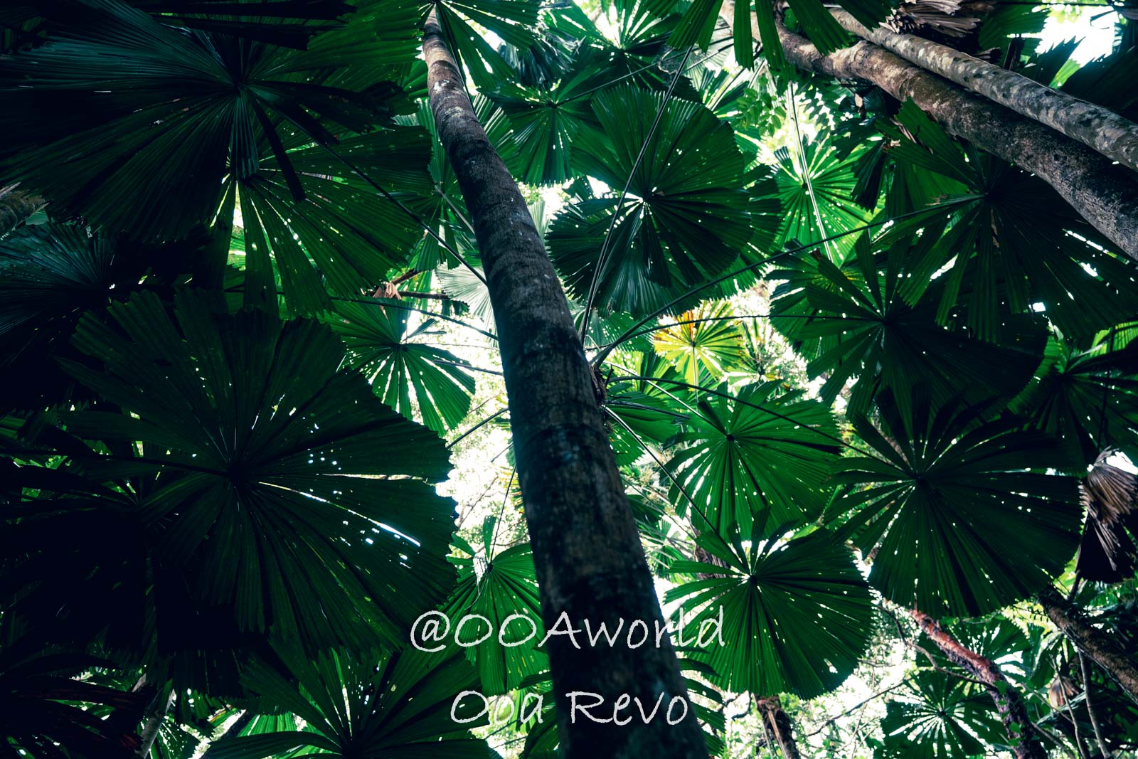 Daintree Forest Nature Landscapes Australia lush rainforest canopy view Photo OOAworld