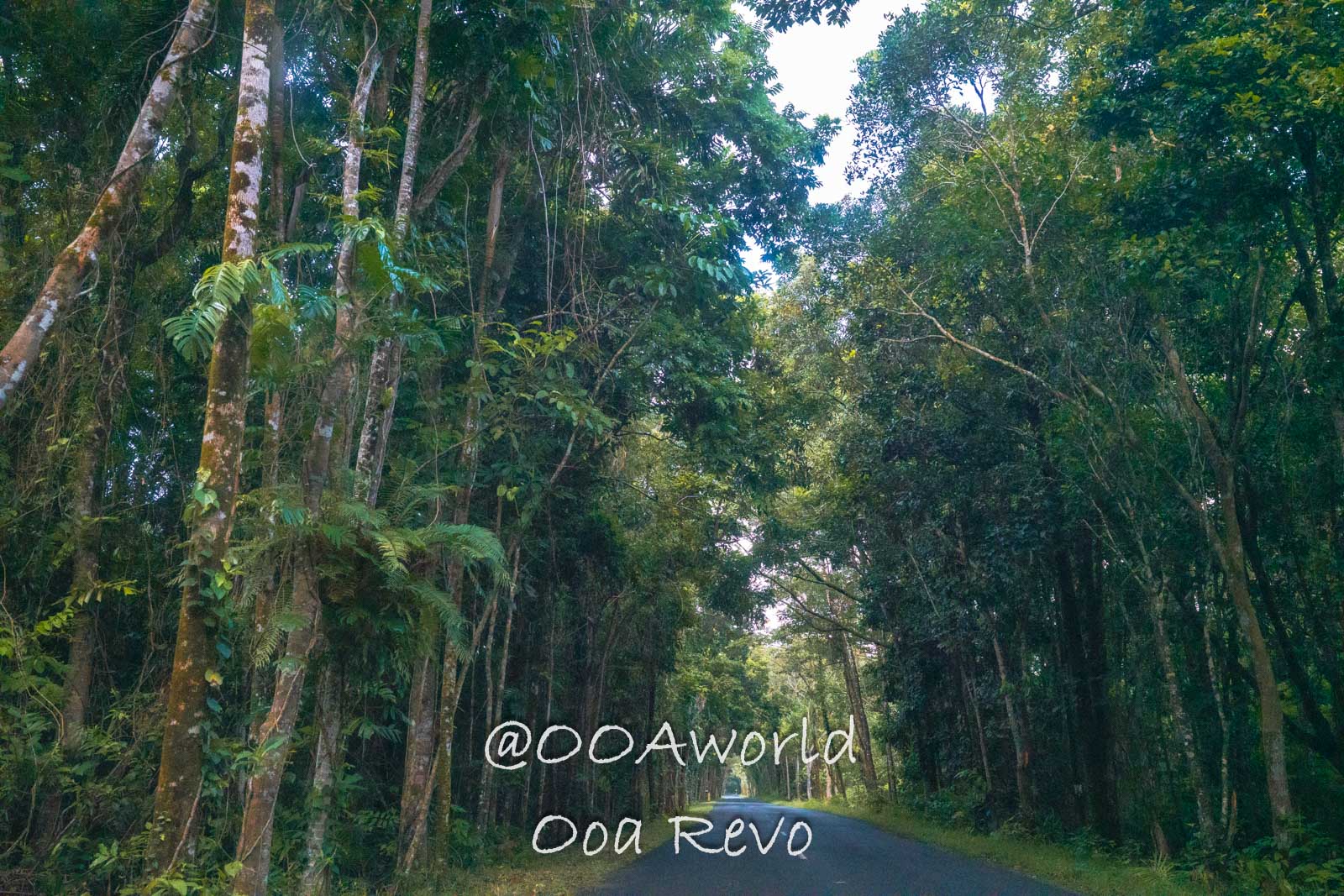 Daintree Forest Nature Landscapes Australia lush forest road greenery travel adventure Photo OOAworld