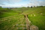 Hobbiton, Coromandel & Auckland: New Zealand