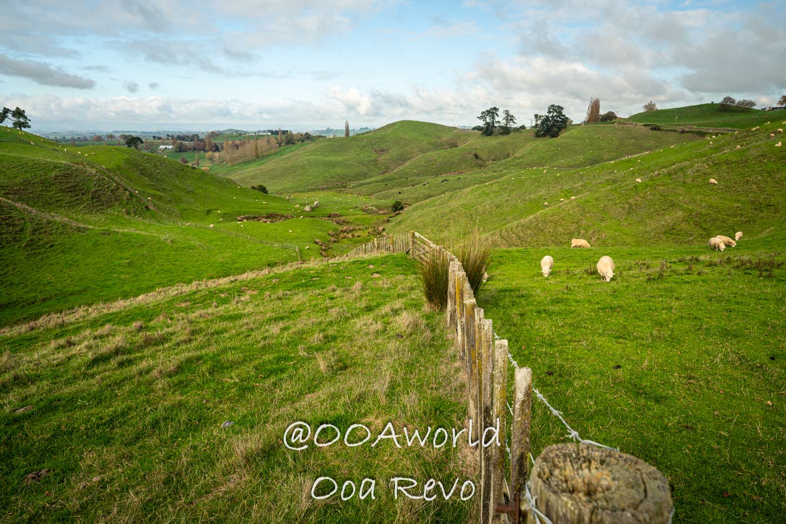 Hobbiton, Coromandel, Auckland New Zealand Idyllic green hillside with grazing sheep and wooden fence Photo OOAworld