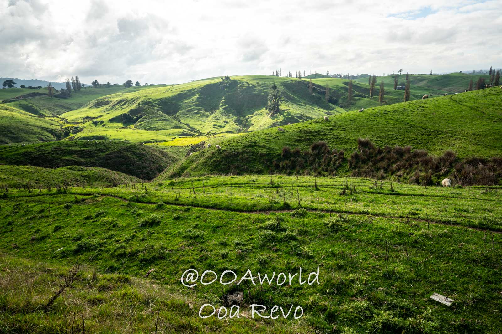 Hobbiton, Coromandel, Auckland New Zealand lush green rolling hills landscape with sheep grazing Photo OOAworld