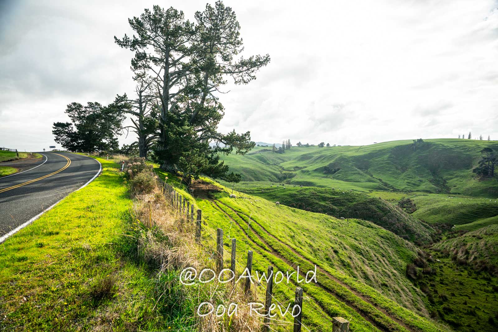 Hobbiton, Coromandel, Auckland New Zealand Scenic countryside road lush green hills and trees Photo OOAworld