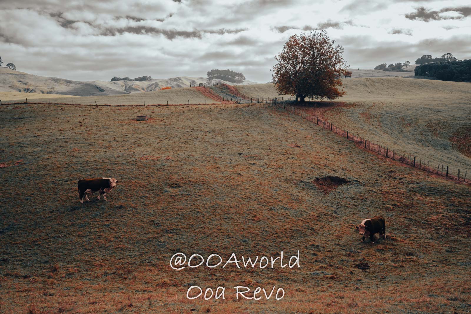Hobbiton, Coromandel, Auckland New Zealand cows grazing on scenic hillside pasture under cloudy sky Photo OOAworld