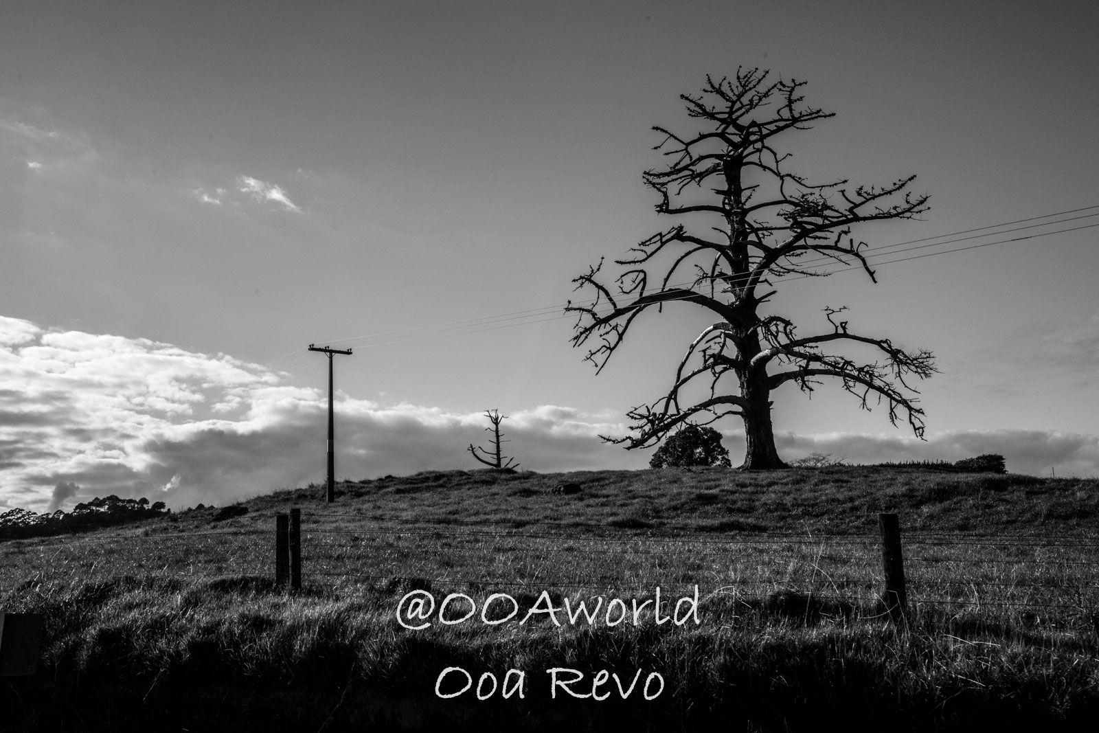 Hobbiton, Coromandel, Auckland New Zealand black and white landscape with bare tree and power line Photo OOAworld