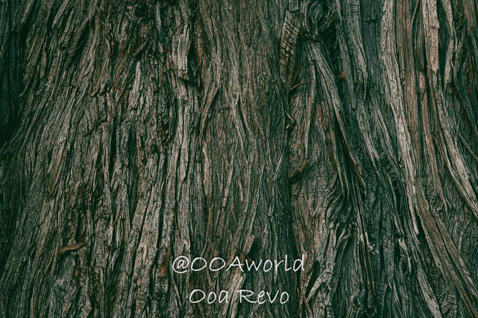Hobbiton, Coromandel, Auckland New Zealand closeup tree bark texture macro detail Photo OOAworld