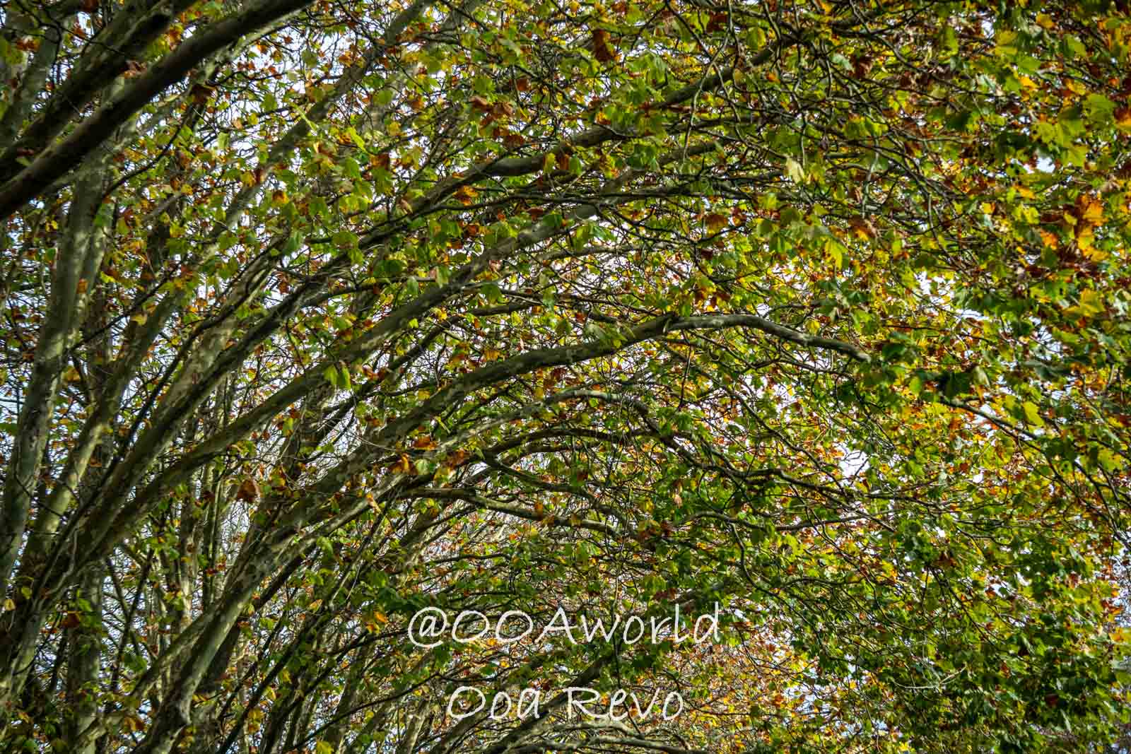Hobbiton, Coromandel, Auckland New Zealand arched tree branches with autumn leaves Photo OOAworld