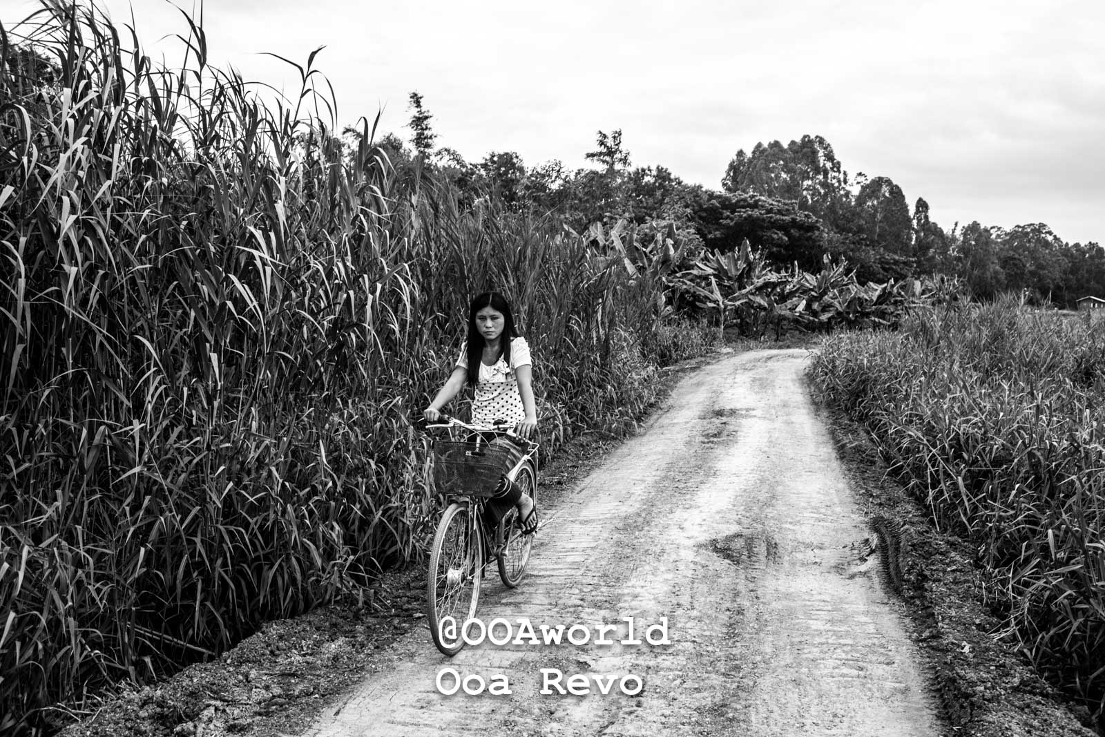 Inle Lake People Inle Lake girl biking on rural path surrounded by tall grass black and white Photo OOAworld