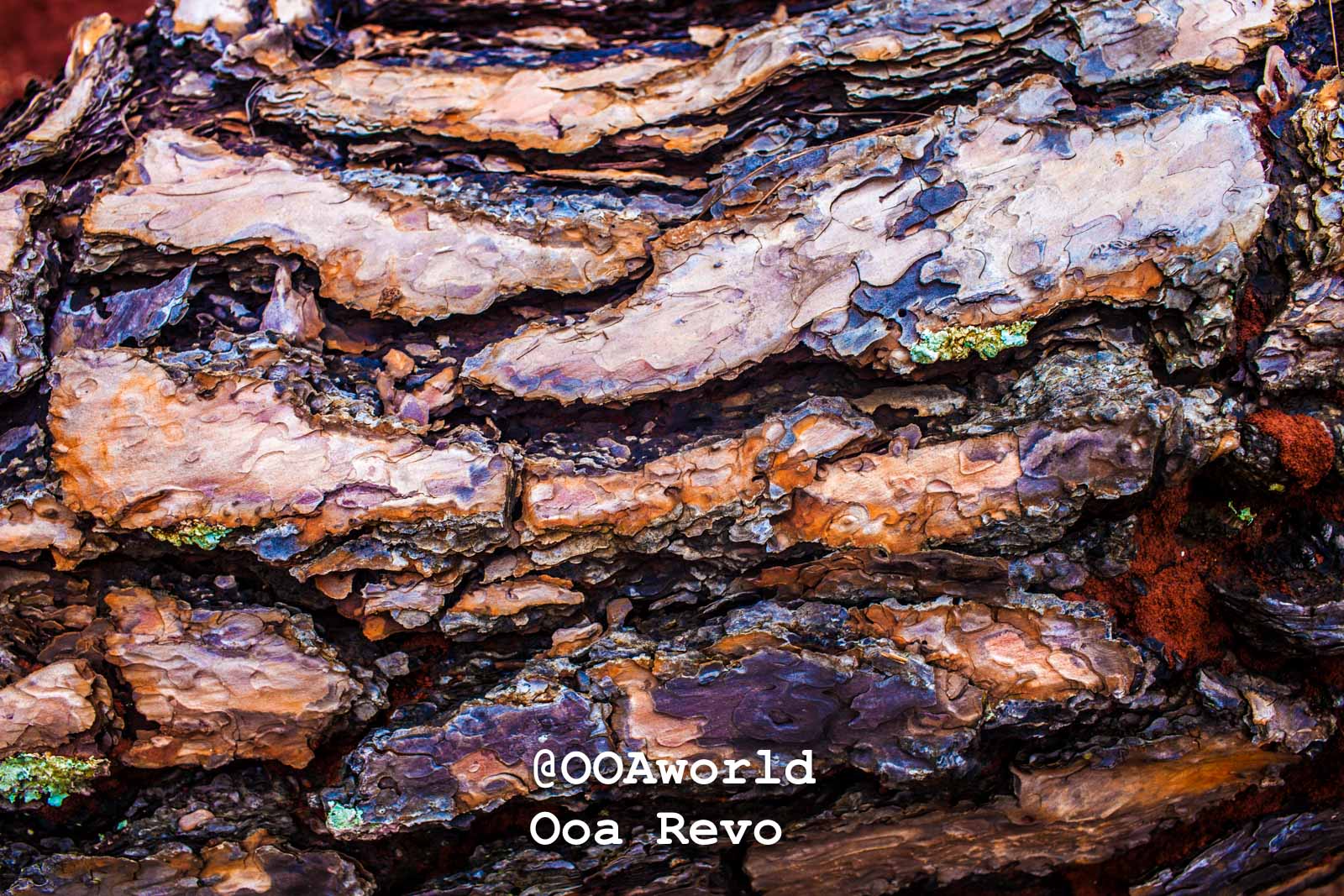 Kalaw Landscapes and Textures Kalaw Htee Thein closeup of textured tree bark Photo OOAworld