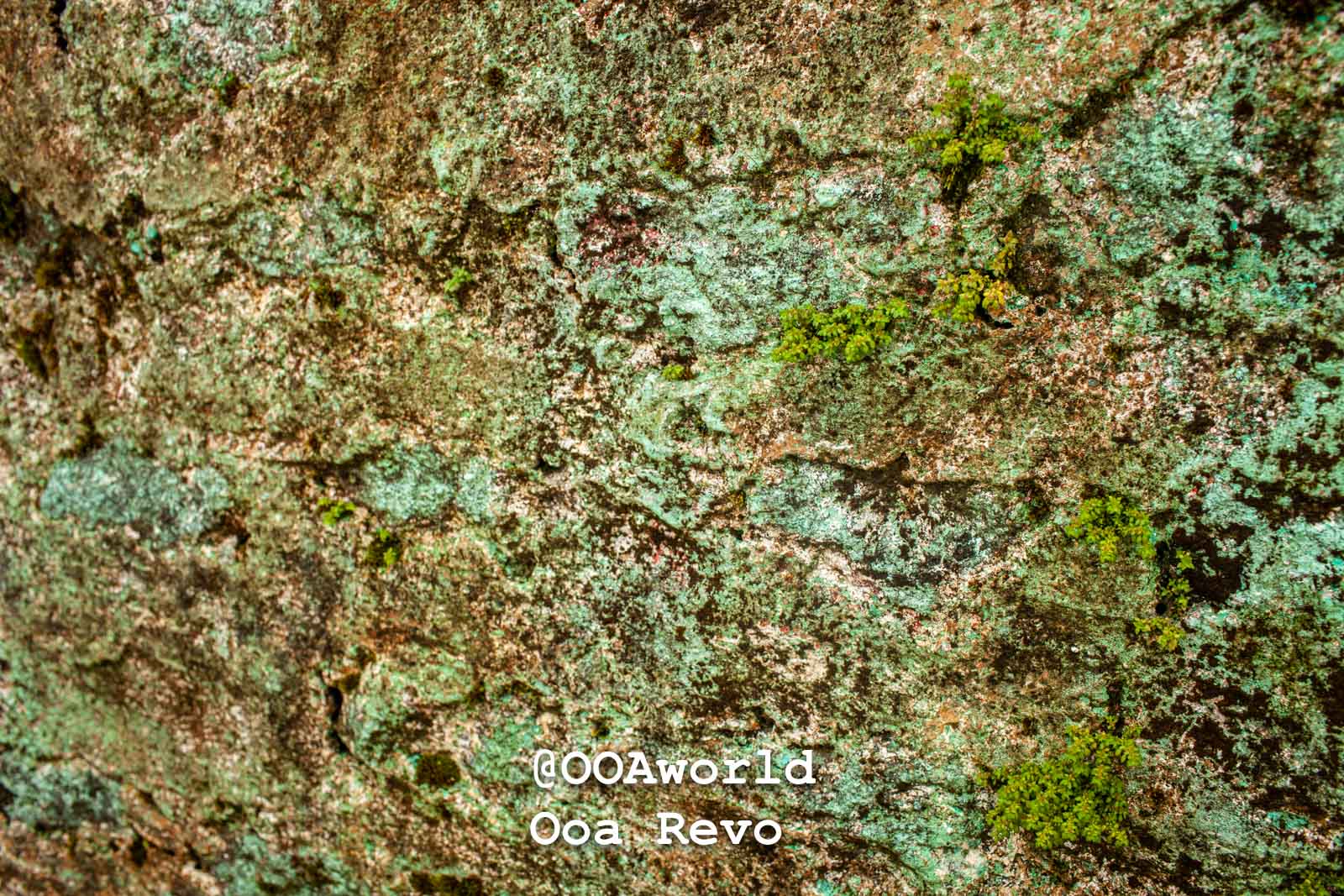 Kiyakito Myanmar Mossy Rock Texture Macro Photography Photo OOAworld Kiyakito Myanmar mossy rock texture macro photography Photo OOAworld