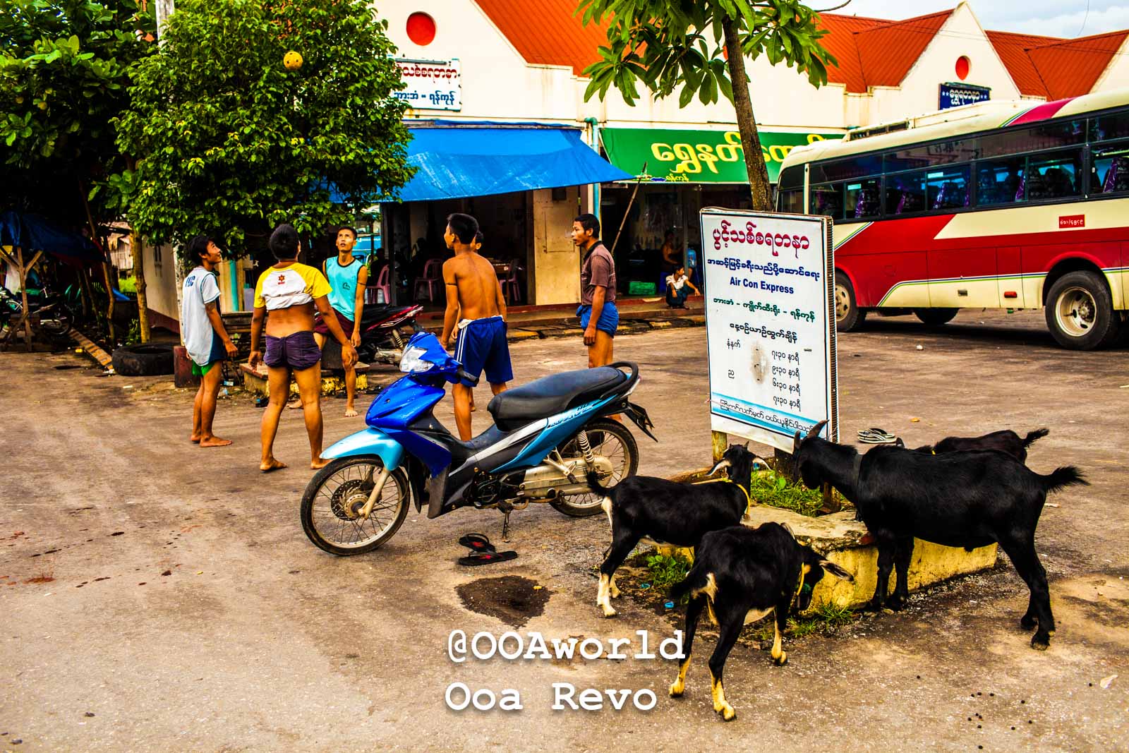 vibrant street scene goats playing Myanmar Photo OOAworld